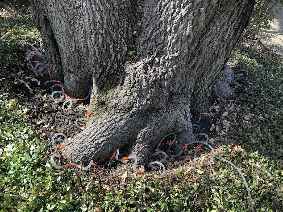 Detailed Tree Cabling and Bracing job site in Eldridge