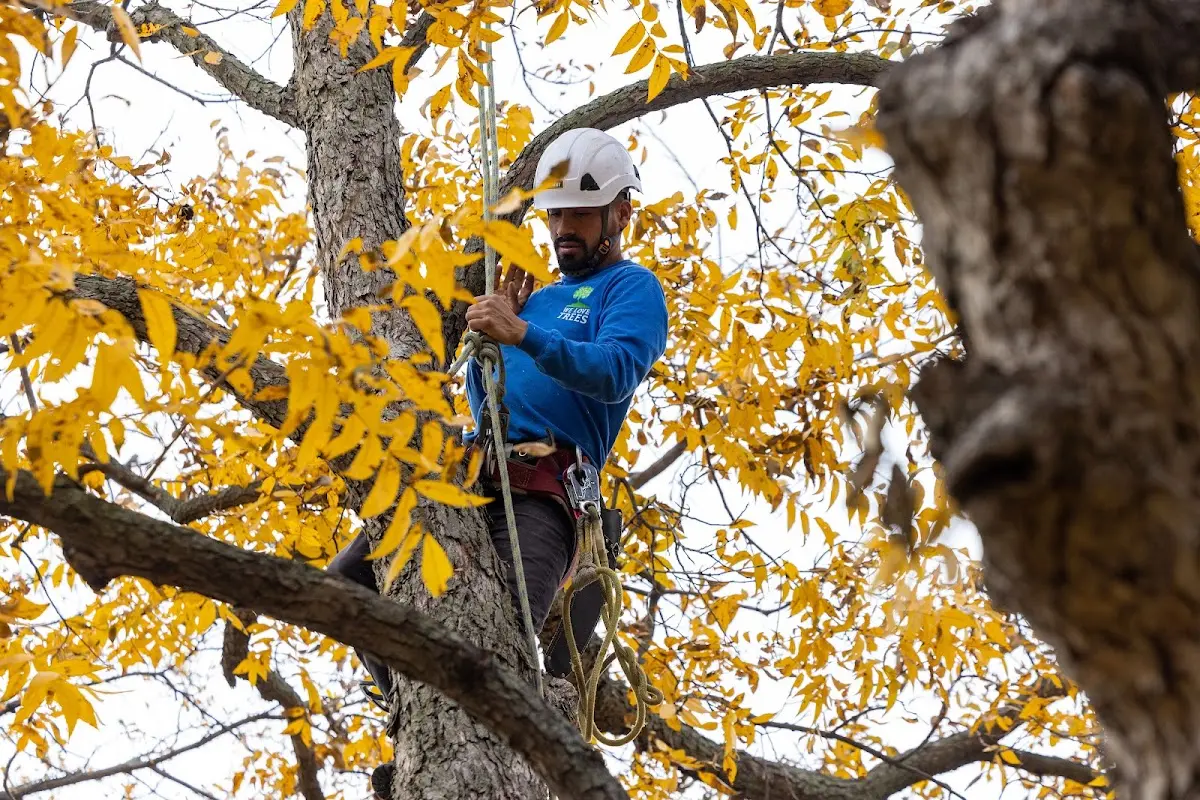 Skilled Emergency Tree Service crew working in Eldridge